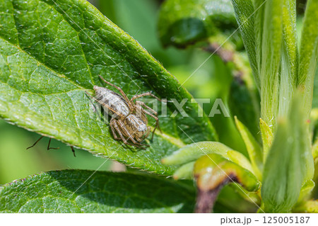 ササグモ ササグモ 125005187