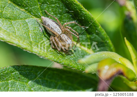 ササグモ ササグモ 125005188