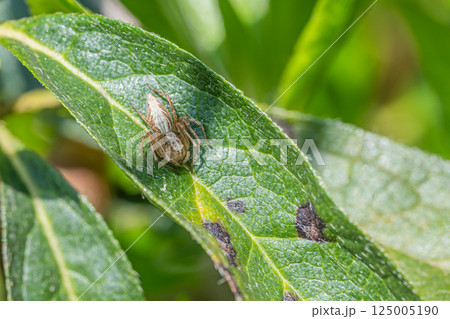 ササグモ ササグモ 125005190