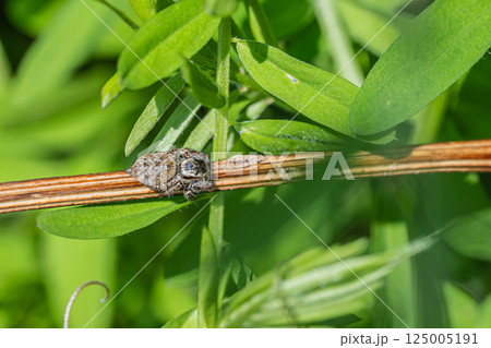 ハエトリグモ（ネコハエトリ） 125005191