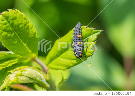 テントウムシ幼虫（ナナホシテントウ） 125005194