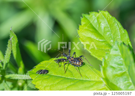 虫を捕食するシマサシガメ幼虫 125005197
