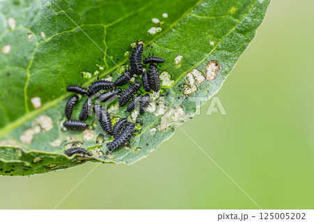 コガタルリハムシ幼虫 コガタルリハムシ幼虫 125005202