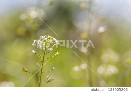 ナズナ(ぺんぺん草)春の野原に咲く草花 ナズナ(ぺんぺん草)春の野原に咲く草花 125005206