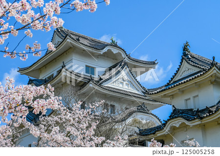 桜と伊賀上野城の風景 三重県伊賀市 桜と伊賀上野城の風景 三重県伊賀市 125005258