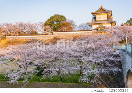 （石川県）金沢城　石川門・石川櫓の桜景色　早朝 125005355