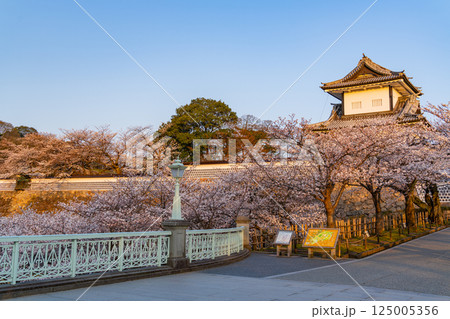 (石川県)金沢城 石川門・石川櫓の桜景色 早朝 (石川県)金沢城 石川門・石川櫓の桜景色 早朝 125005356