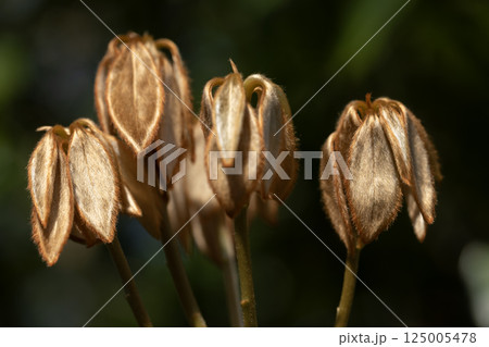 シロダモ シロダモ 125005478