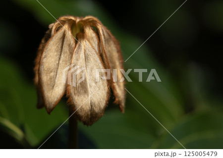 シロダモ 125005479