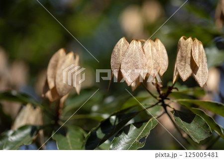 シロダモ 125005481