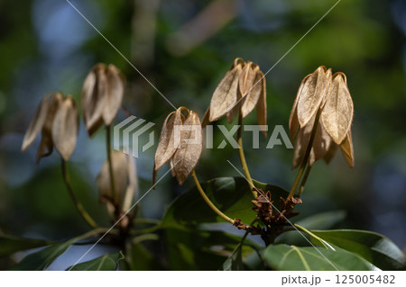 シロダモ 125005482