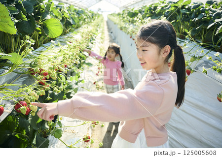 農園でいちご狩りを楽しむ姉妹 125005608