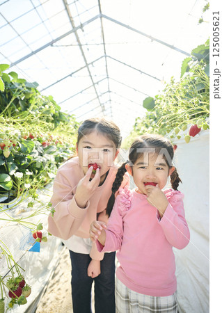 農園でいちご狩りを楽しむ姉妹 125005621