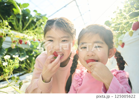 農園でいちご狩りを楽しむ姉妹 125005622
