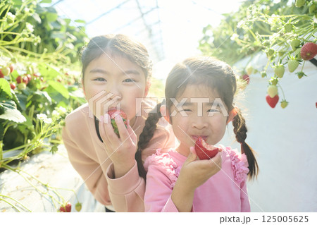 農園でいちご狩りを楽しむ姉妹 125005625