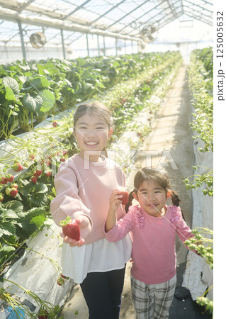農園でいちご狩りを楽しむ姉妹 125005632