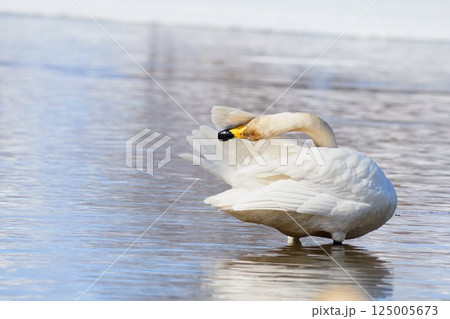 羽繕いをする北海道の春に訪れるハクチョウ 125005673
