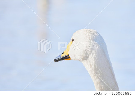 北海道の春に訪れるハクチョウ 125005680