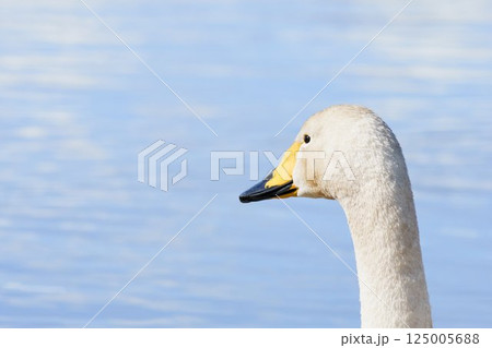 北海道の春に訪れるハクチョウ 125005688