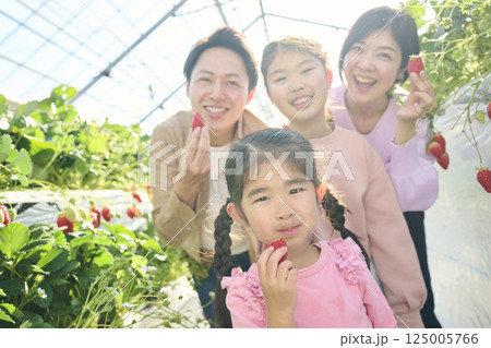 農園でいちご狩りを楽しむ4人家族 125005766
