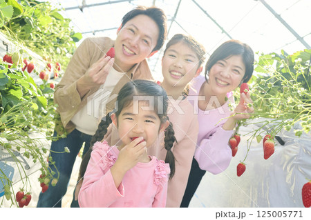 農園でいちご狩りを楽しむ4人家族 農園でいちご狩りを楽しむ4人家族 125005771