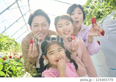 農園でいちご狩りを楽しむ4人家族 125005779
