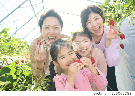 農園でいちご狩りを楽しむ4人家族 農園でいちご狩りを楽しむ4人家族 125005782