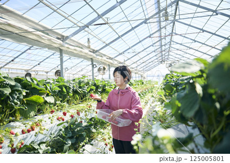 ビニールハウスで収穫作業をするいちご農家の女性 125005801