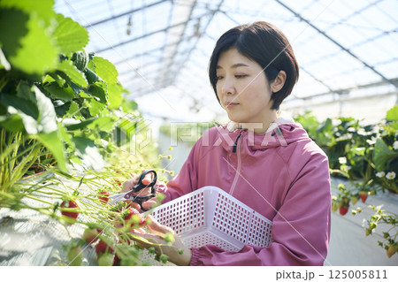 ビニールハウスで収穫作業をするいちご農家の女性 125005811