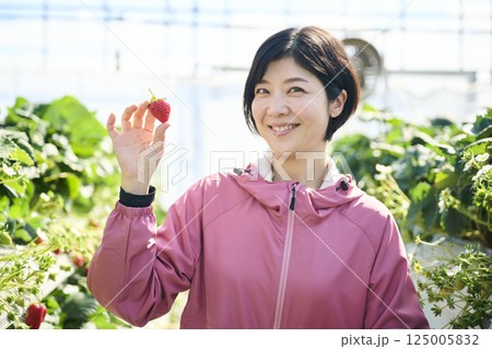 ビニールハウスで収穫作業をするいちご農家の女性 125005832