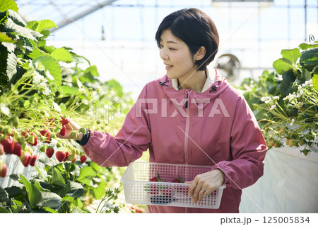 ビニールハウスで収穫作業をするいちご農家の女性 125005834