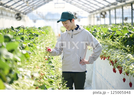 ビニールハウスで収穫作業をするいちご農家の男性 125005848