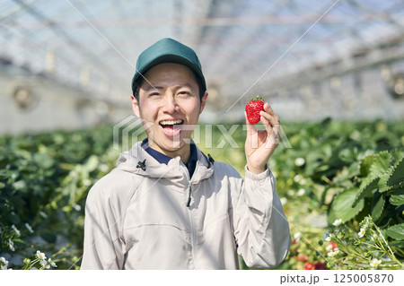 ビニールハウスで収穫作業をするいちご農家の男性 ビニールハウスで収穫作業をするいちご農家の男性 125005870