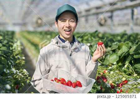 ビニールハウスで収穫作業をするいちご農家の男性 ビニールハウスで収穫作業をするいちご農家の男性 125005871