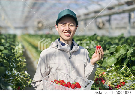 ビニールハウスで収穫作業をするいちご農家の男性 ビニールハウスで収穫作業をするいちご農家の男性 125005872