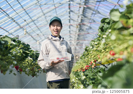ビニールハウスで収穫作業をするいちご農家の男性 125005875