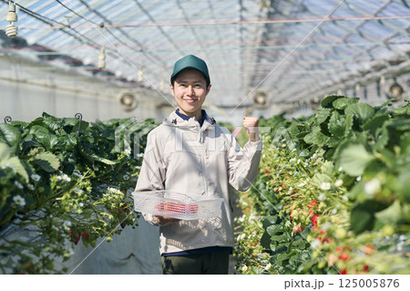 ビニールハウスで収穫作業をするいちご農家の男性 ビニールハウスで収穫作業をするいちご農家の男性 125005876
