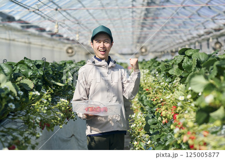 ビニールハウスで収穫作業をするいちご農家の男性 125005877