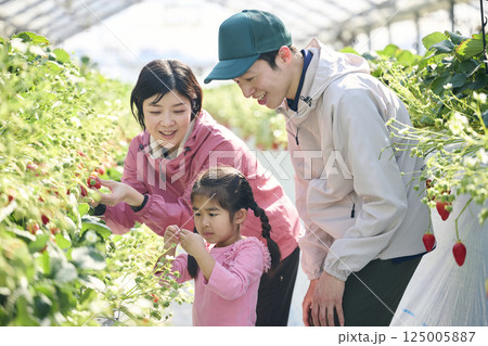 ビニールハウスで収穫作業をするいちご農家の家族 125005887