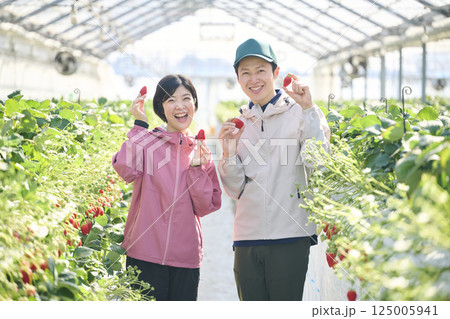 ビニールハウスで作業をするいちご農家の夫婦 125005941
