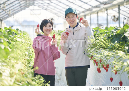 ビニールハウスで作業をするいちご農家の夫婦 125005942