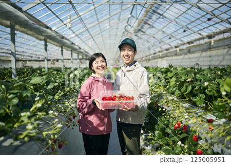 ビニールハウスで収穫したいちごを持つ農家の夫婦 ビニールハウスで収穫したいちごを持つ農家の夫婦 125005951