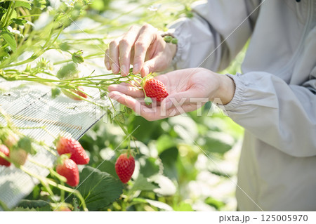 ビニールハウスで収穫作業をするいちご農家の男性の手元 125005970