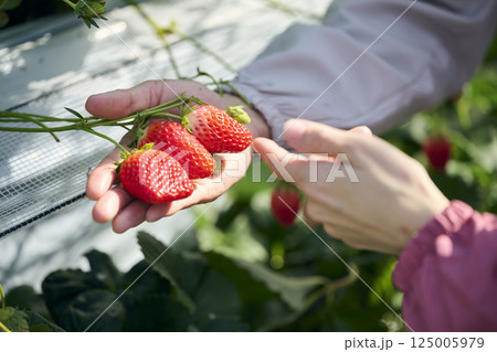 ビニールハウスで作業をするいちご農家の夫婦の手元 125005979