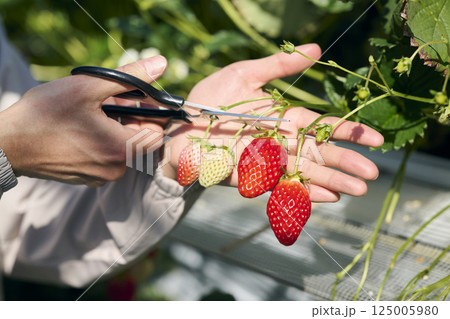 ビニールハウスで収穫作業をするいちご農家の男性の手元 125005980