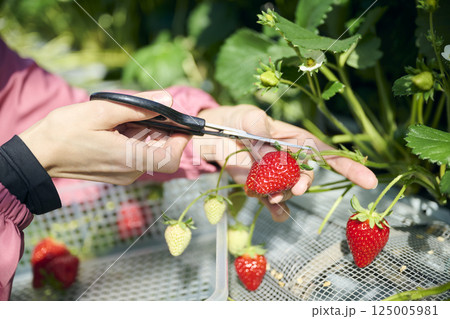 ビニールハウスで収穫作業をするいちご農家の女性の手元 125005981