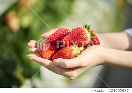 ビニールハウスにいる女性の手のひらに乗る新鮮ないちご 125005987
