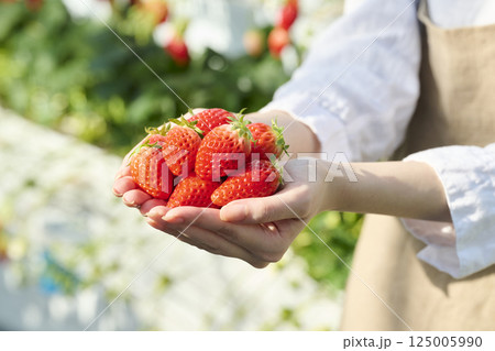 ビニールハウスにいる女性の手のひらに乗る新鮮ないちご 125005990