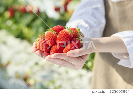 ビニールハウスにいる女性の手のひらに乗る新鮮ないちご 125005994