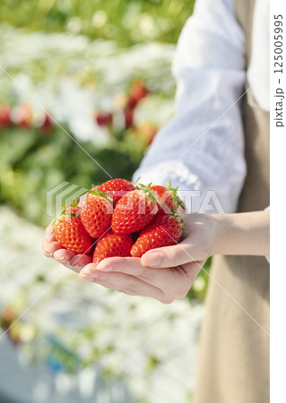 ビニールハウスにいる女性の手のひらに乗る新鮮ないちご 125005995